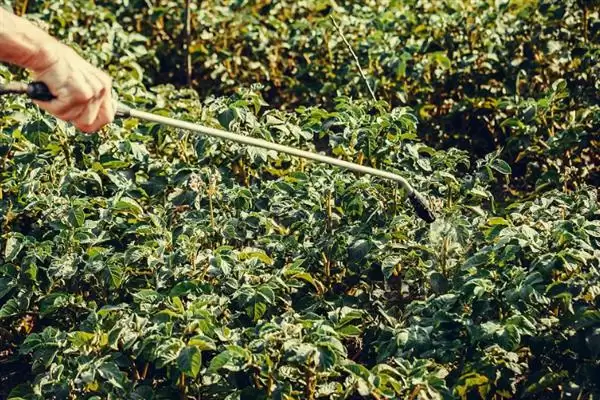 种土豆管理的方法和重点？种土豆管理要做好哪些细节？插图2