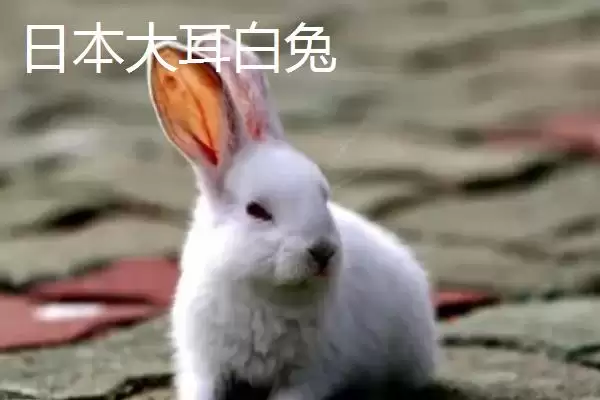 兔子的养殖品种?认识兔子养殖品种要了解哪些关键的品种分类和特性要点?插图5 兔子的养殖品种?认识兔子养殖品种要了解哪些关键的品种分类和特性要点?插图5