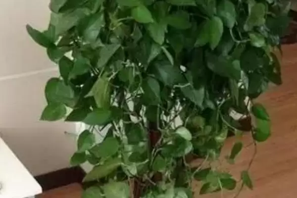 让绿萝旺盛生长的方法？养护绿萝促旺盛生长要掌握哪些光照、水分和施肥要点？插图1