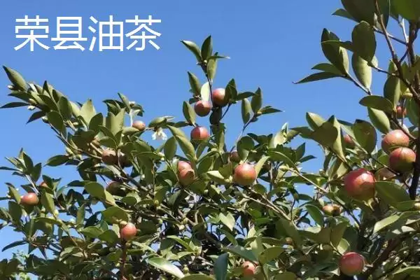 四川省自贡市的特产？了解四川省自贡市特产要掌握哪些具有代表性的物产？插图1