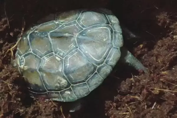 乌龟冬眠时皮肤变红的原因？探究乌龟冬眠皮肤变红原因要考虑哪些健康和环境因素？插图4