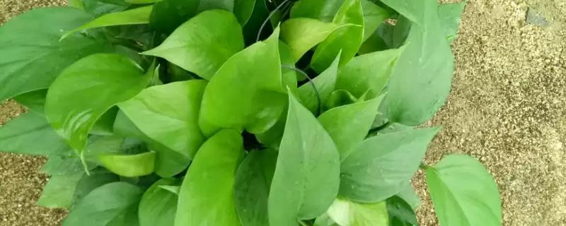 绿萝的浇水间隔一般是多久 ,绿萝通常隔几天浇一次水-会东网