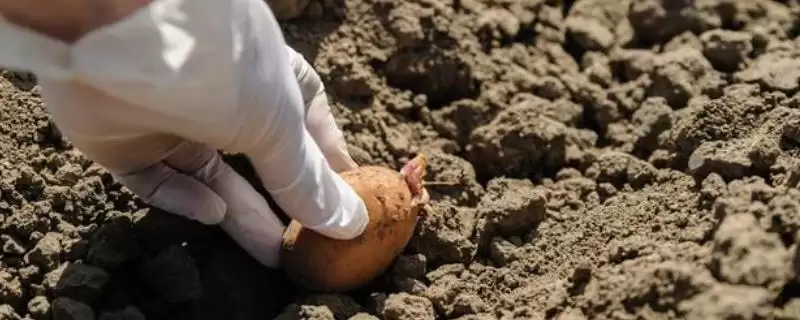 土豆播种后为什么会腐烂?探究土豆播种后腐烂原因要考虑哪些种植和环境因素?-会东网