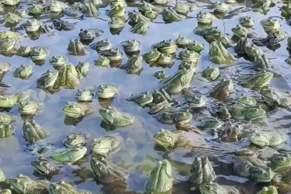 牛蛙越冬的注意事项：冬眠前增膘的关键准备插图2