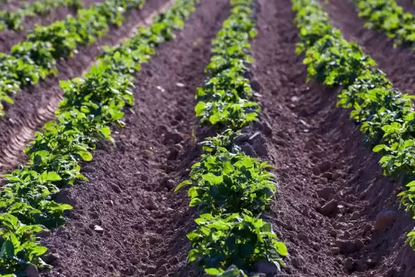 秋土豆种植方法全解：钾肥或草木灰施肥的作用插图1