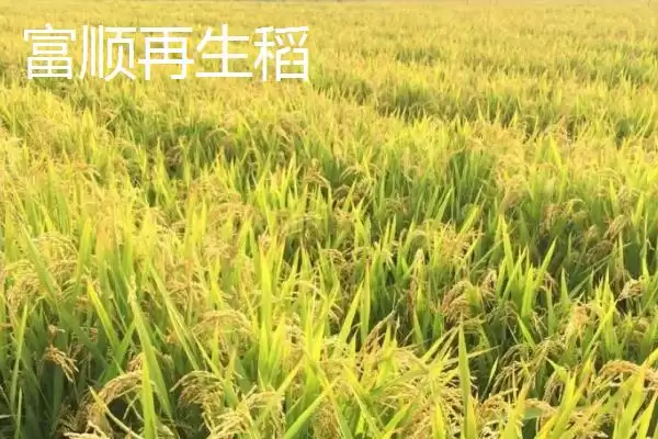 四川省自贡市的特产？了解四川省自贡市特产要掌握哪些具有代表性的物产？插图7