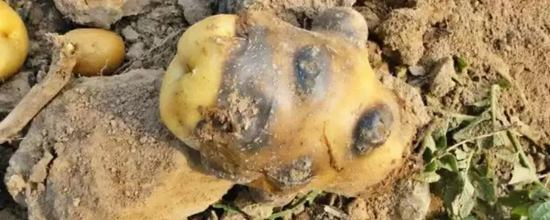 马铃薯为什么会腐烂 ,马铃薯根块过大有何影响-会东网