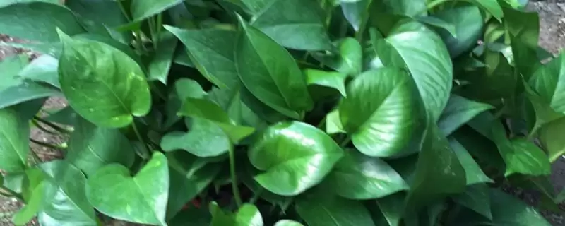 绿萝长高了怎么办比较好 ,绿萝长高怎么处理生长点-会东网