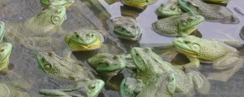 判断养殖牛蛙能否赚钱的方法和重点？判断养殖牛蛙能否赚钱要做好哪些细节？-会东网