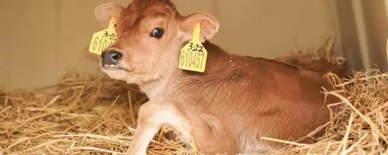 计算养一头牛一年纯利润的方法和重点？计算养一头牛一年纯利润要做好哪些细节？-会东网