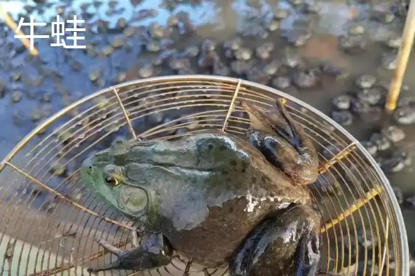 牛蛙与癞蛤蟆的区别大揭秘：不是同一物种的真相插图1