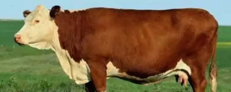 养牛的方法和重点？养牛要做好哪些细节？-会东网