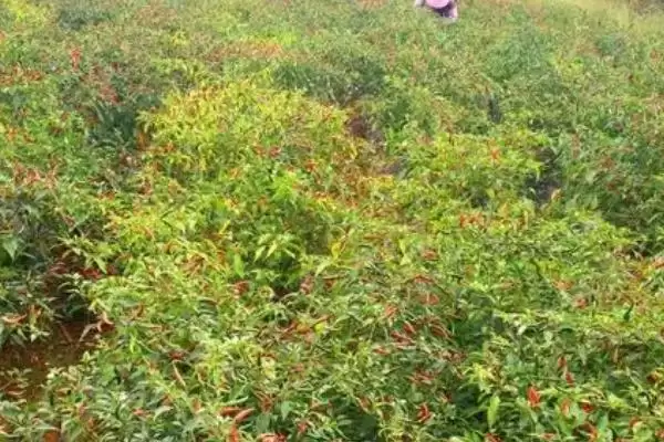 小米辣栽培的技术和要点？栽培小米辣需掌握哪些关键技术环节？插图1