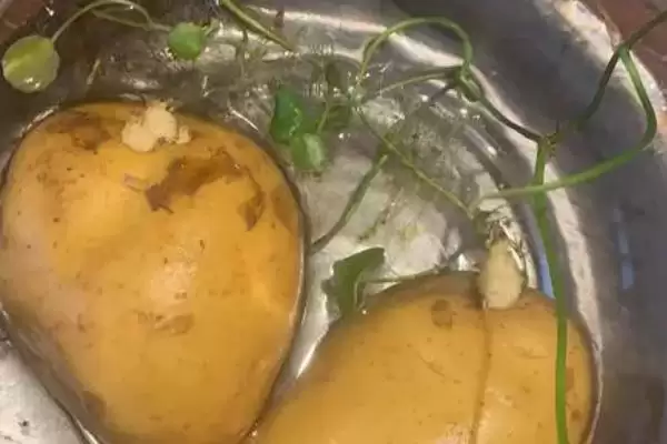 土豆能不能种在水里?判断土豆水培可行性要考虑哪些植物生长和环境因素?插图1 土豆能不能种在水里?判断土豆水培可行性要考虑哪些植物生长和环境因素?插图1