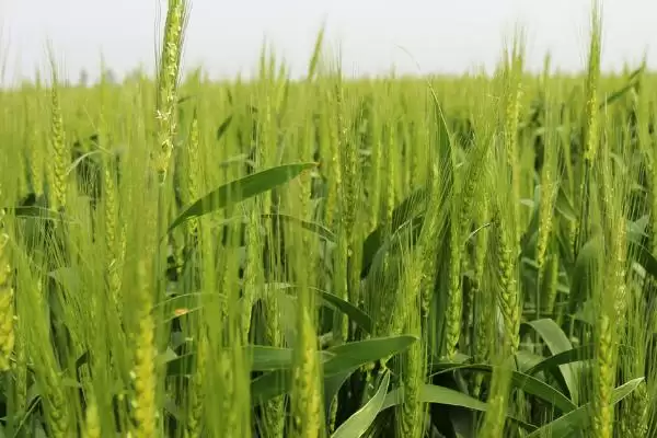 小麦成熟季节的要点和判断？判断小麦成熟季节需注意什么？插图3
