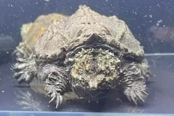 什么是佛鳄龟？认识佛鳄龟要了解哪些关键的物种特性和养殖要点？插图3