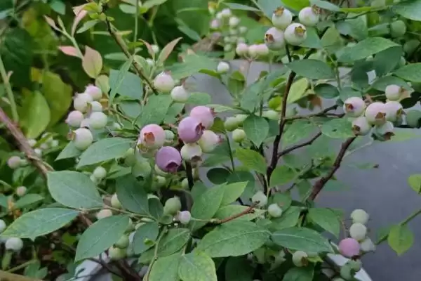 蓝莓不开花结果的原因 ,哪些因素会导致蓝莓不开花结果?插图2 蓝莓不开花结果的原因 ,哪些因素会导致蓝莓不开花结果?插图2