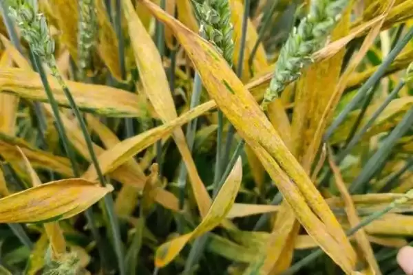 小麦发黄干尖的原因和要点?分析小麦发黄干尖原因需关注哪些方面?插图1 小麦发黄干尖的原因和要点?分析小麦发黄干尖原因需关注哪些方面?插图1