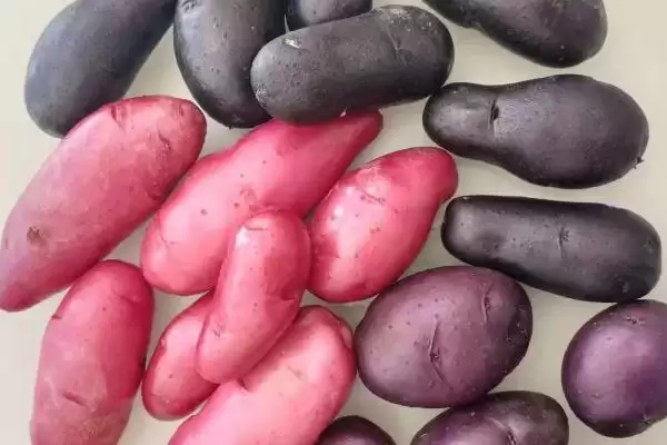 马铃薯有哪些品种可介绍 ,马铃薯品种有哪些颜色插图6 马铃薯有哪些品种可介绍 ,马铃薯品种有哪些颜色插图6