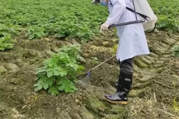 土豆何时需要控旺？确定土豆控旺时机要考虑哪些生长周期和环境因素？插图1