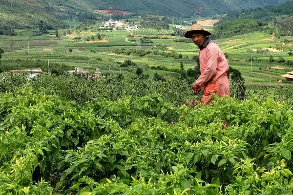 小米辣栽培的技术和要点？栽培小米辣需掌握哪些关键技术环节？插图3