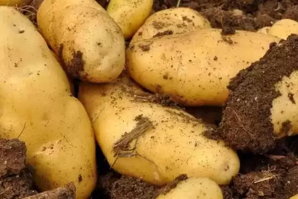 马铃薯有哪些品种可介绍 ,马铃薯品种有哪些颜色插图1 马铃薯有哪些品种可介绍 ,马铃薯品种有哪些颜色插图1