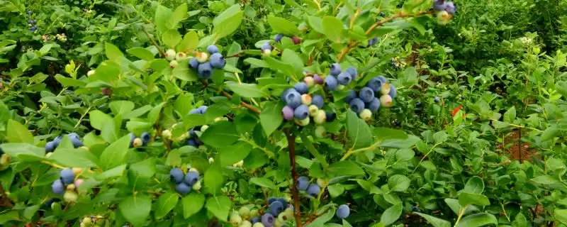 蓝莓的种植方法 ,蓝莓在什么条件下四季可定植?插图 蓝莓的种植方法 ,蓝莓在什么条件下四季可定植?插图