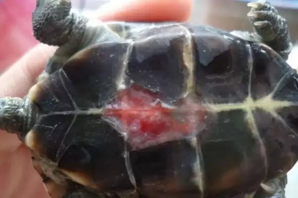 乌龟冬眠时皮肤变红的原因？探究乌龟冬眠皮肤变红原因要考虑哪些健康和环境因素？插图1