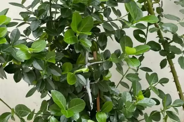 蓝莓不开花结果的原因 ,哪些因素会导致蓝莓不开花结果?插图1 蓝莓不开花结果的原因 ,哪些因素会导致蓝莓不开花结果?插图1