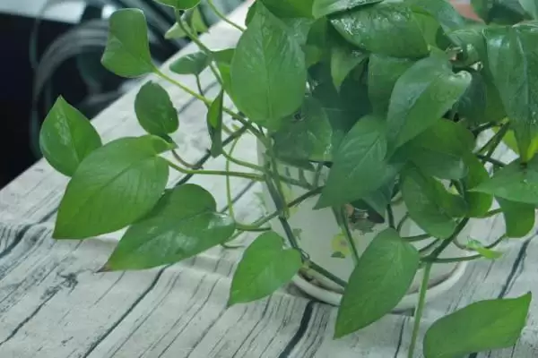 绿萝长高了怎么办比较好 ,绿萝长高怎么处理生长点插图2