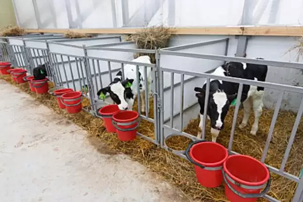 建造简易牛棚的方法 ,怎样建造简易的牛棚呢插图6 建造简易牛棚的方法 ,怎样建造简易的牛棚呢插图6