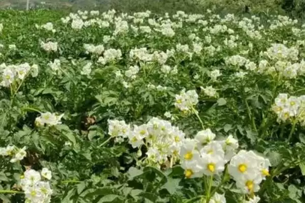 土豆只长秧不结薯怎么办？解决土豆只长秧不结薯问题要采取哪些有效措施？插图2