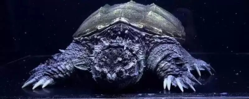 什么是佛鳄龟？认识佛鳄龟要了解哪些关键的物种特性和养殖要点？-会东网