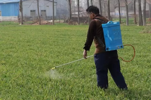 小麦发黄干尖的原因和要点?分析小麦发黄干尖原因需关注哪些方面?插图2 小麦发黄干尖的原因和要点?分析小麦发黄干尖原因需关注哪些方面?插图2