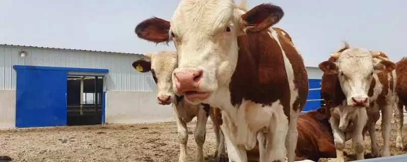 建造简易牛棚的方法 ,怎样建造简易的牛棚呢-会东网