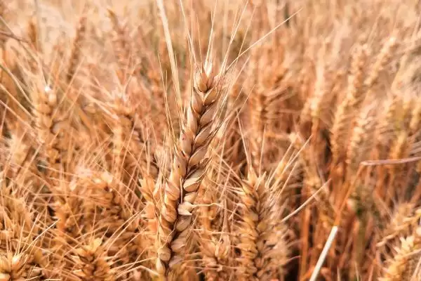 小麦成熟季节的要点和判断？判断小麦成熟季节需注意什么？插图2