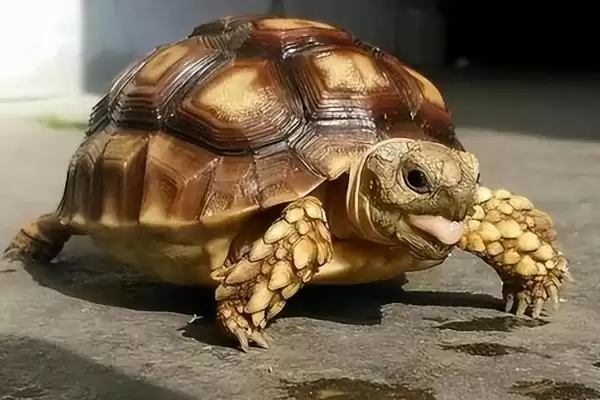 乌龟冬眠时皮肤变红的原因？探究乌龟冬眠皮肤变红原因要考虑哪些健康和环境因素？插图3