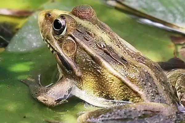 青蛙的脚指头奥秘：十八个指头的生理结构作用插图3