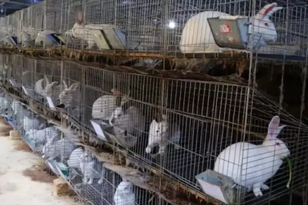 计算养殖兔子成本和利润的方法和重点？计算养殖兔子成本和利润要做好哪些细节？插图3