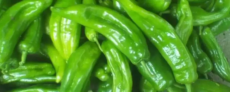 青椒和尖椒的区别对比：外观和口感的不同风味-会东网