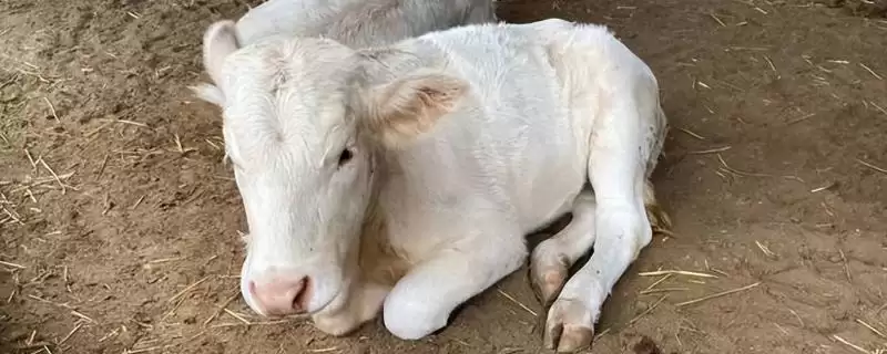 新生牛犊体温低的处理方法和要点？解决新生牛犊低温需注意哪些关键？-会东网