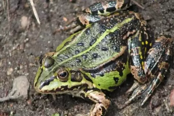 青蛙的脚指头奥秘：十八个指头的生理结构作用插图2