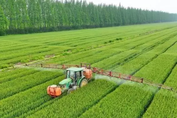 小麦选种的技巧和要点?小麦选种需掌握哪些关键方法?插图6 小麦选种的技巧和要点?小麦选种需掌握哪些关键方法?插图6