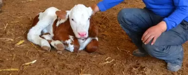 小牛犊高烧还喘的应对方法和要点？处理小牛犊病症需注意哪些关键措施？-会东网