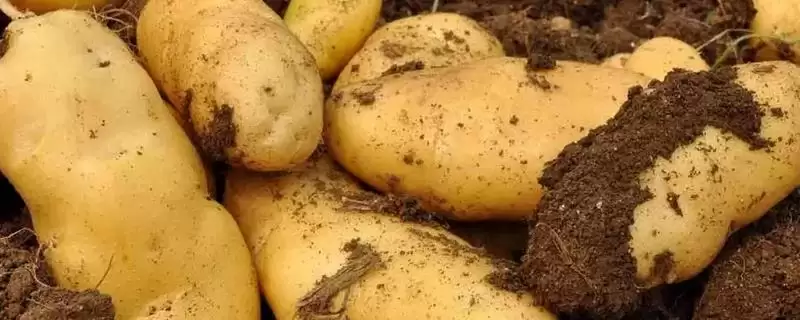 马铃薯有哪些品种可介绍 ,马铃薯品种有哪些颜色-会东网