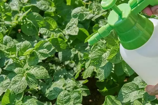 土豆何时需要控旺？确定土豆控旺时机要考虑哪些生长周期和环境因素？插图2