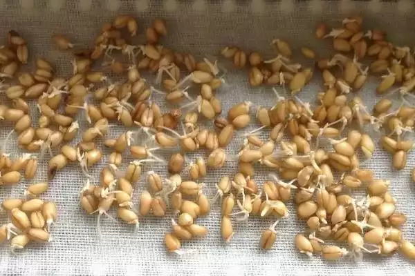小麦播种机故障类型及排除方法的要点和分析？处理小麦播种机故障需注意什么？插图4