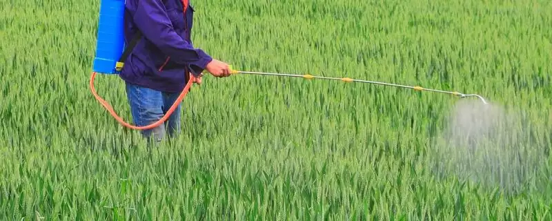 清明前后小麦用药指南：扫螨净乳油防治红蜘蛛的要点-会东网
