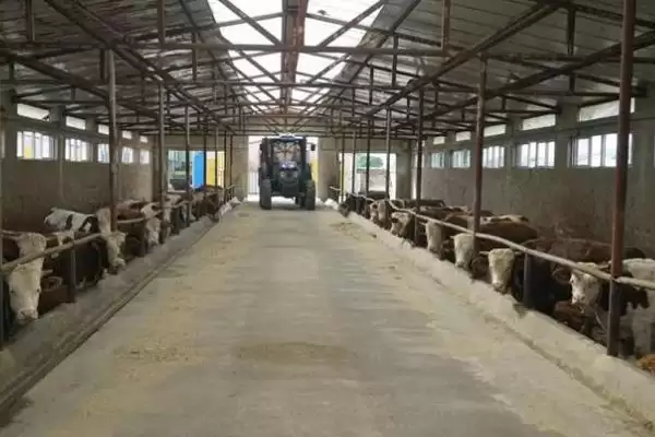 建造简易牛棚的方法 ,怎样建造简易的牛棚呢插图7 建造简易牛棚的方法 ,怎样建造简易的牛棚呢插图7