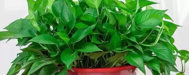 绿萝能不能去除甲醛 ,绿萝除甲醛的效果怎么样-会东网